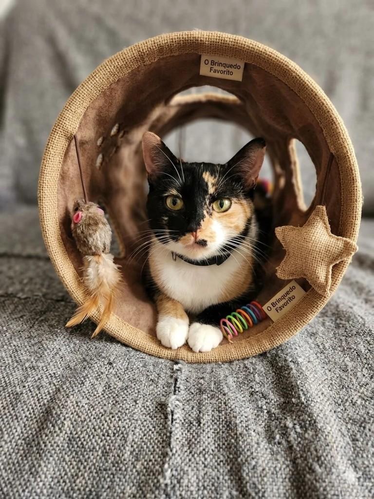 Cherry, gata para adoção em Guarulhos - SP