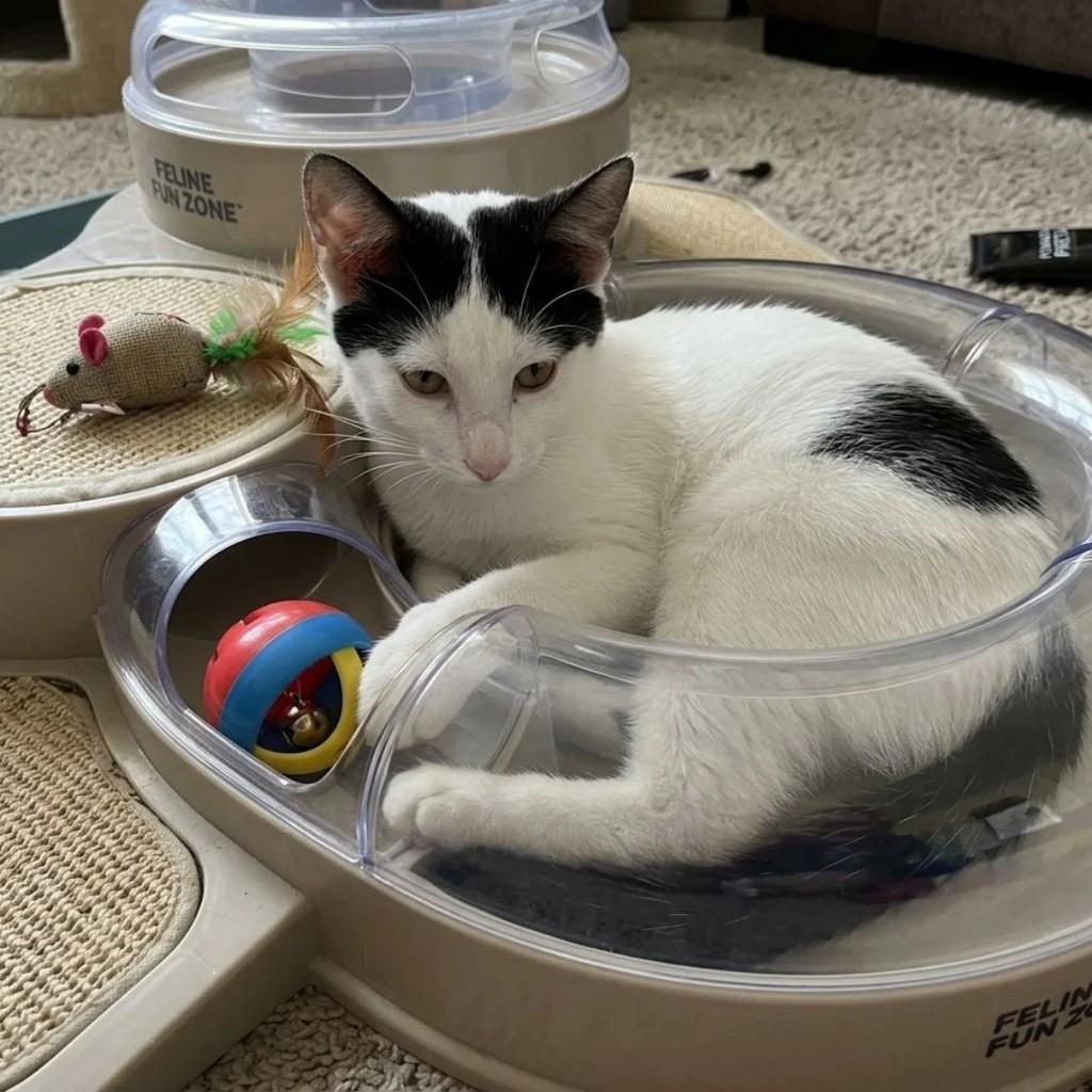 Jade, gata de porte pequeno para adoção em Guarulhos - SP