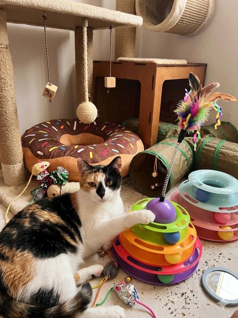 Mariana, gato de porte médio para adoção em Guarulhos - SP