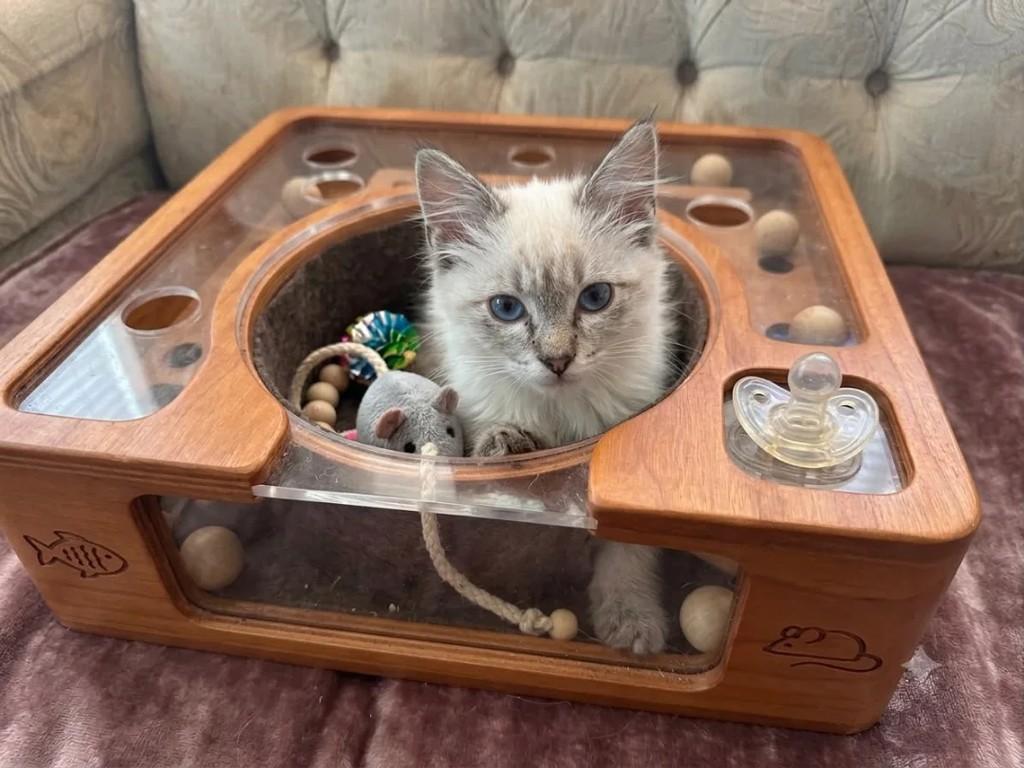 Baunilha, gata de porte pequeno para adoção em Guarulhos - SP