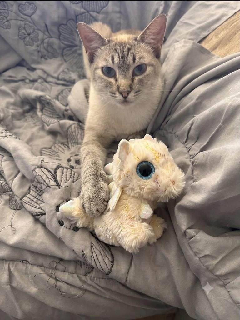 Fiorella, gato de porte pequeno para adoção em Guarulhos - SP