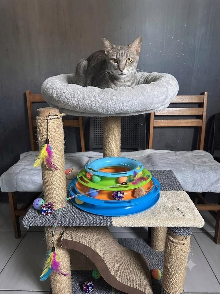 Tom, gato para adoção em Guarulhos - SP
