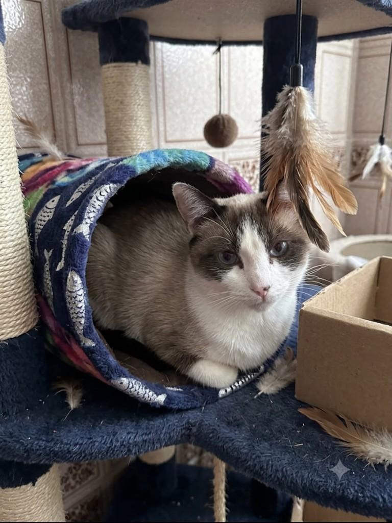 Turquesa, gata para adoção em Guarulhos - SP