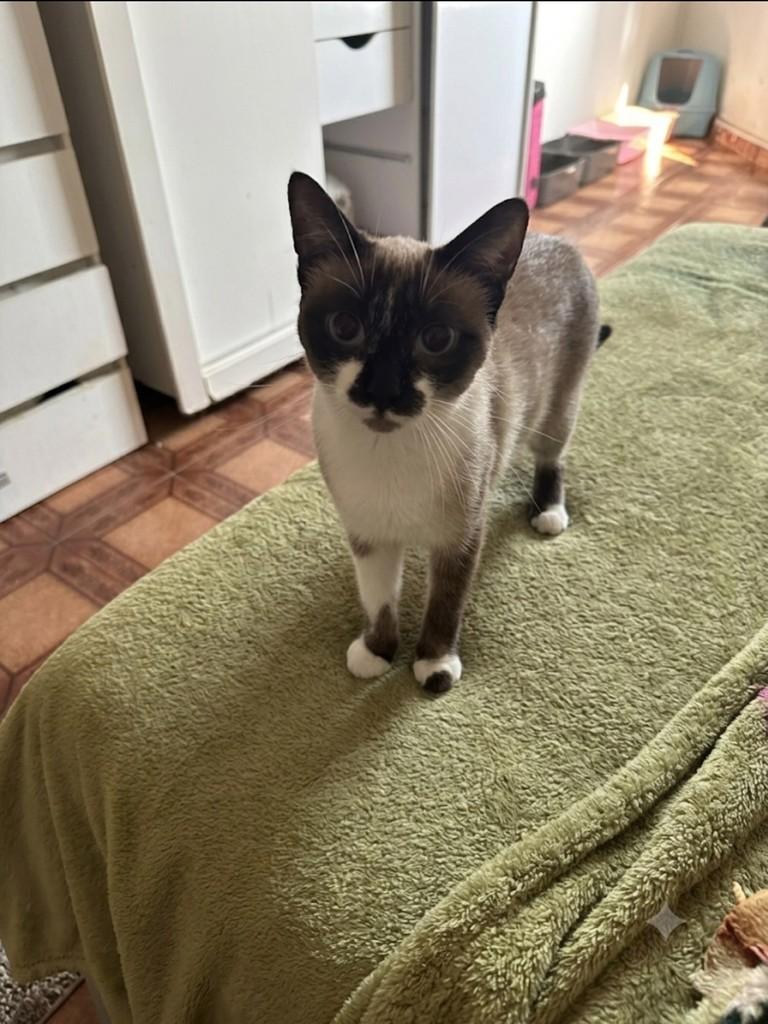 Gisele, gata de porte médio para adoção em Guarulhos - SP