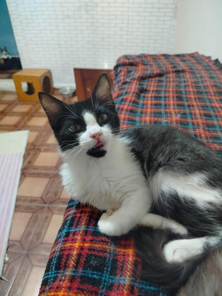 Geladeira, gato de porte pequeno para adoção em Guarulhos - SP