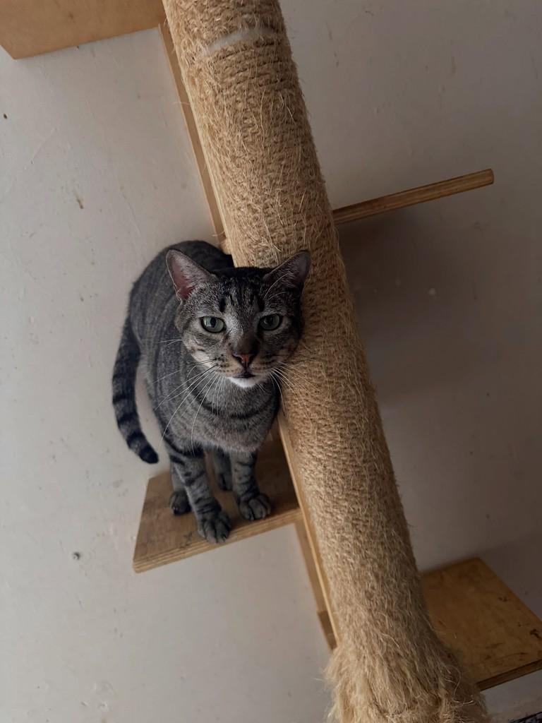 Leon, gato de porte médio para adoção em Guarulhos - SP