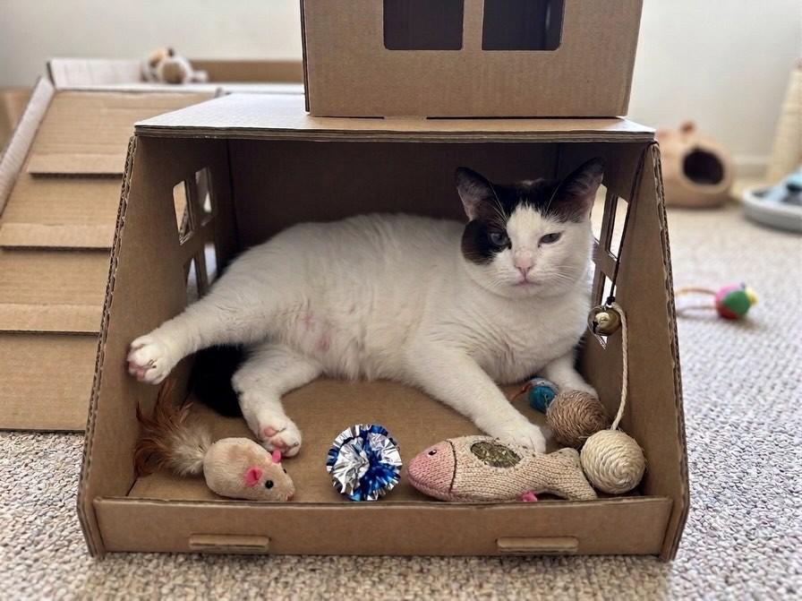 Luma, gata de porte médio para adoção em Guarulhos - SP