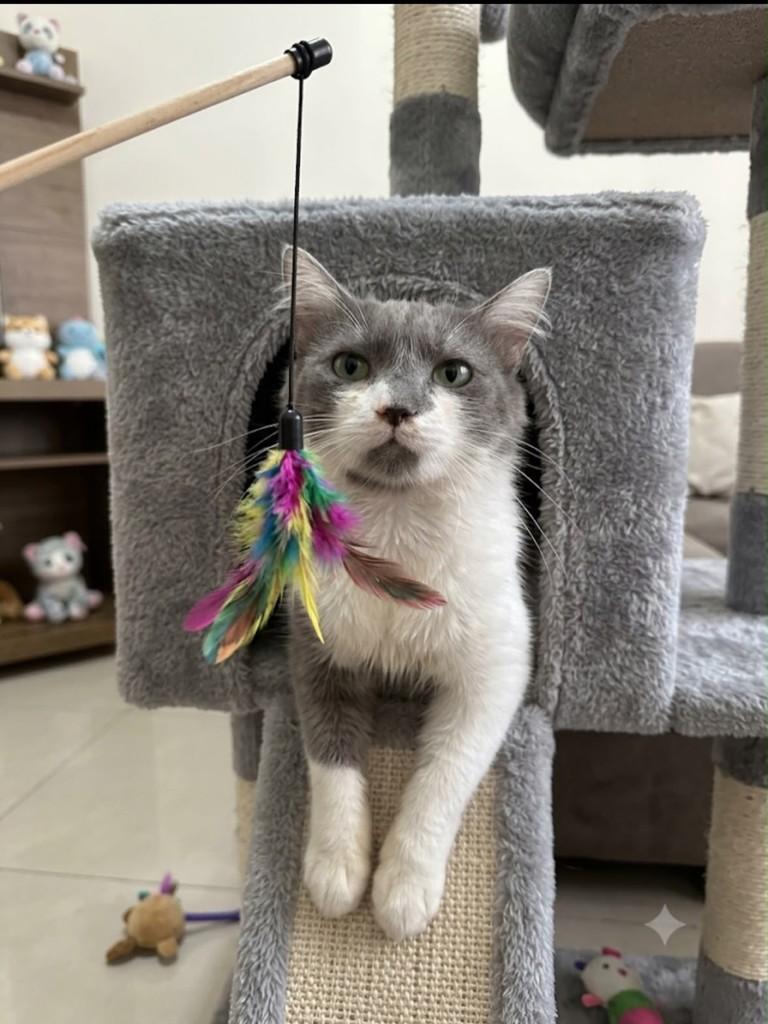 Chokito, gato de porte médio para adoção em Guarulhos - SP