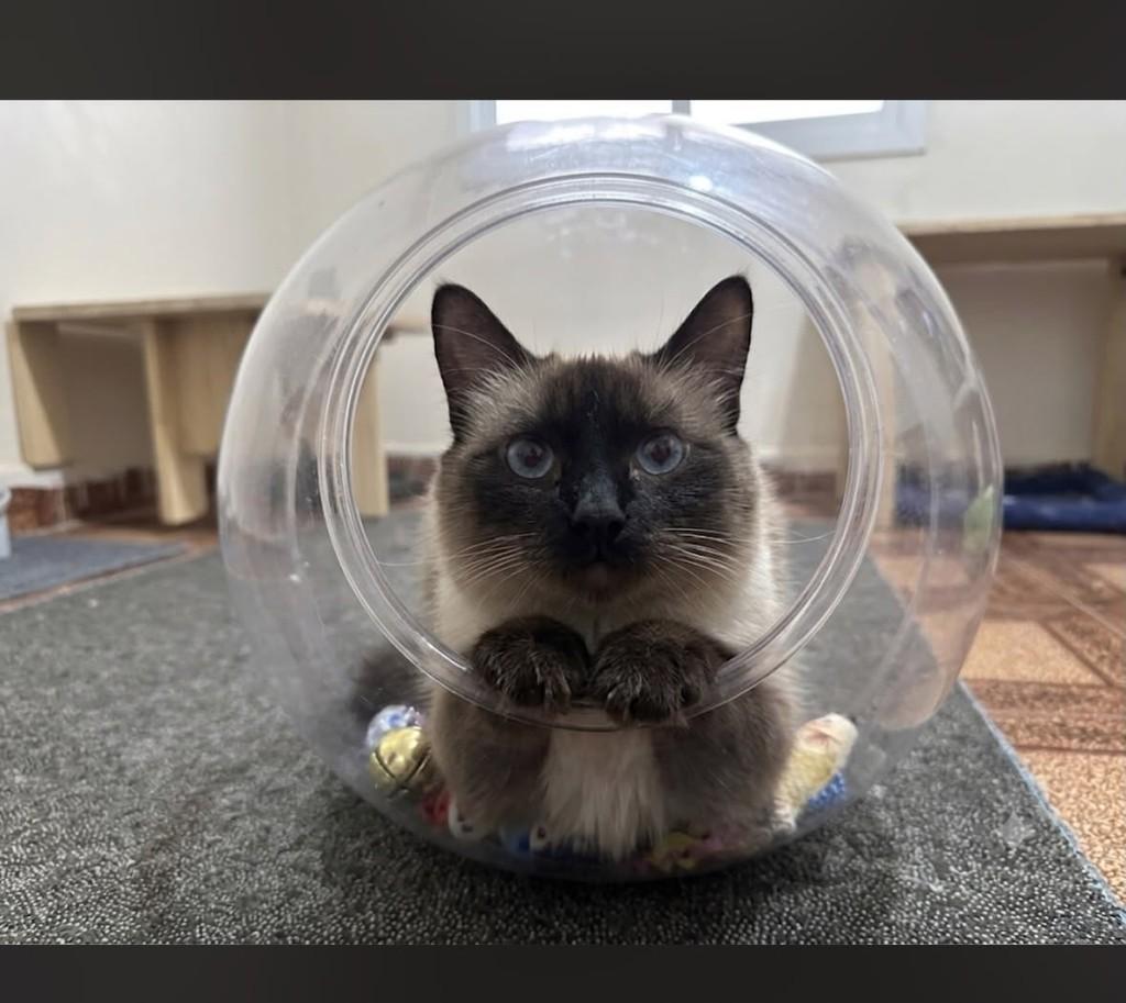 Nutella, gata de porte pequeno para adoção em Guarulhos - SP