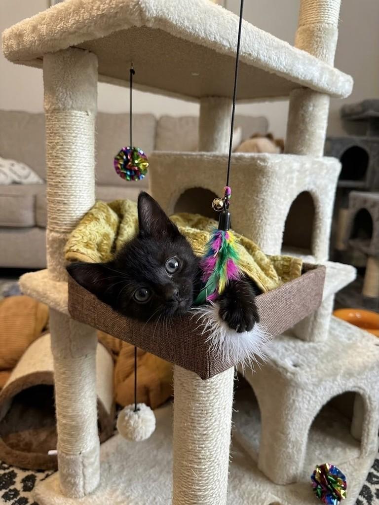 Cibele, gato de porte pequeno para adoção em Guarulhos - SP