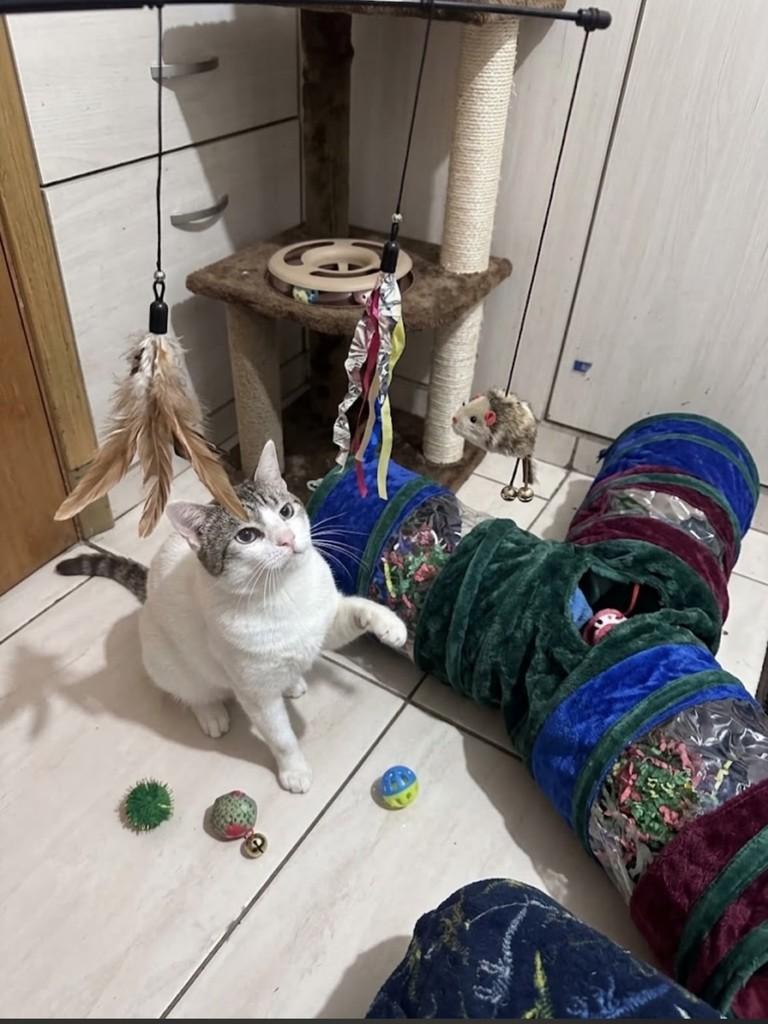Branco, gato de porte médio para adoção em Guarulhos - SP