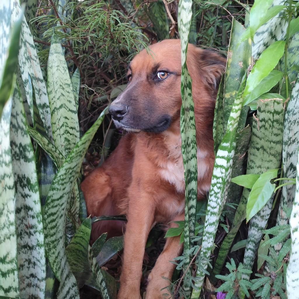 Galã, cachorro de porte pequeno para adoção em Chapecó - SC