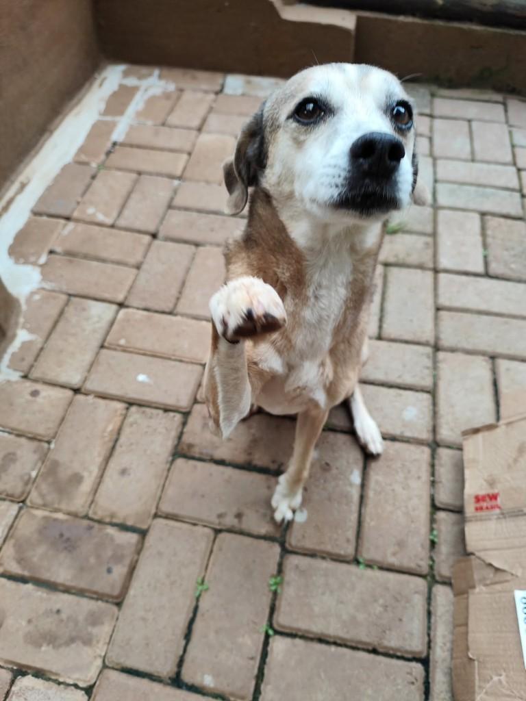 Muska, cadela de porte médio para adoção em Chapecó - SC