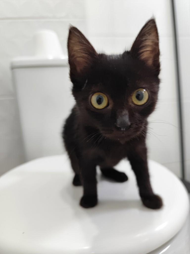Lonlon, gata de porte pequeno para adoção em Chapecó - SC