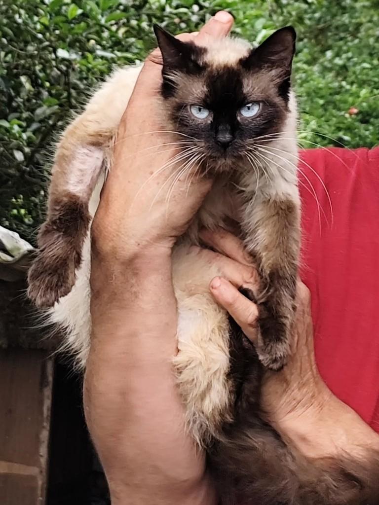 Pérola, gata de porte médio para adoção em Chapecó - SC