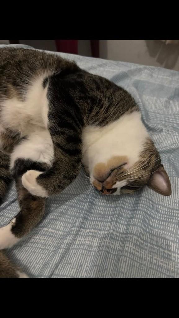 Tigrado, gato de porte médio para adoção em Marabá - PA