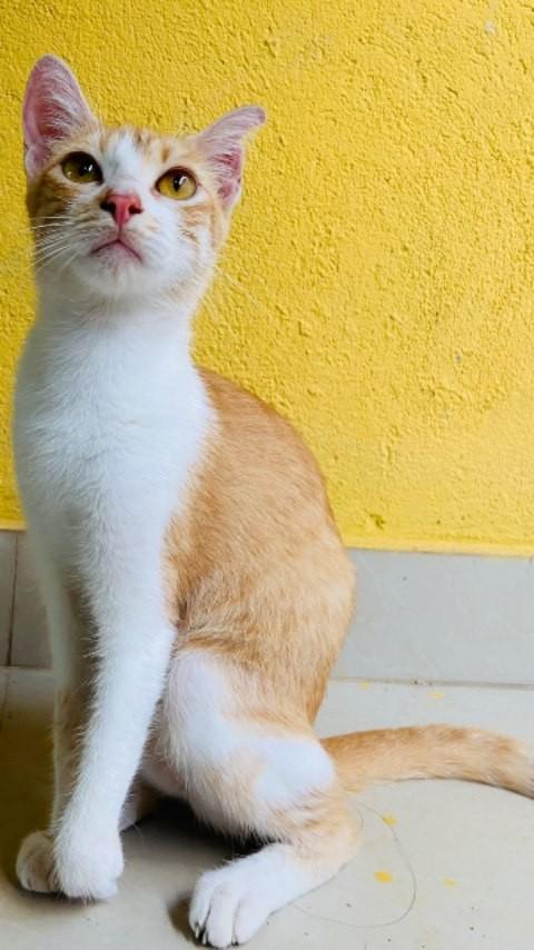 Fatinha, gata de porte pequeno para adoção em Marabá - PA