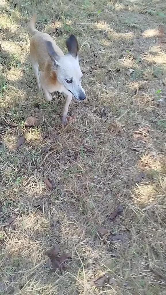 Belinha, cachorro de porte pequeno para adoção em Pontal - SP
