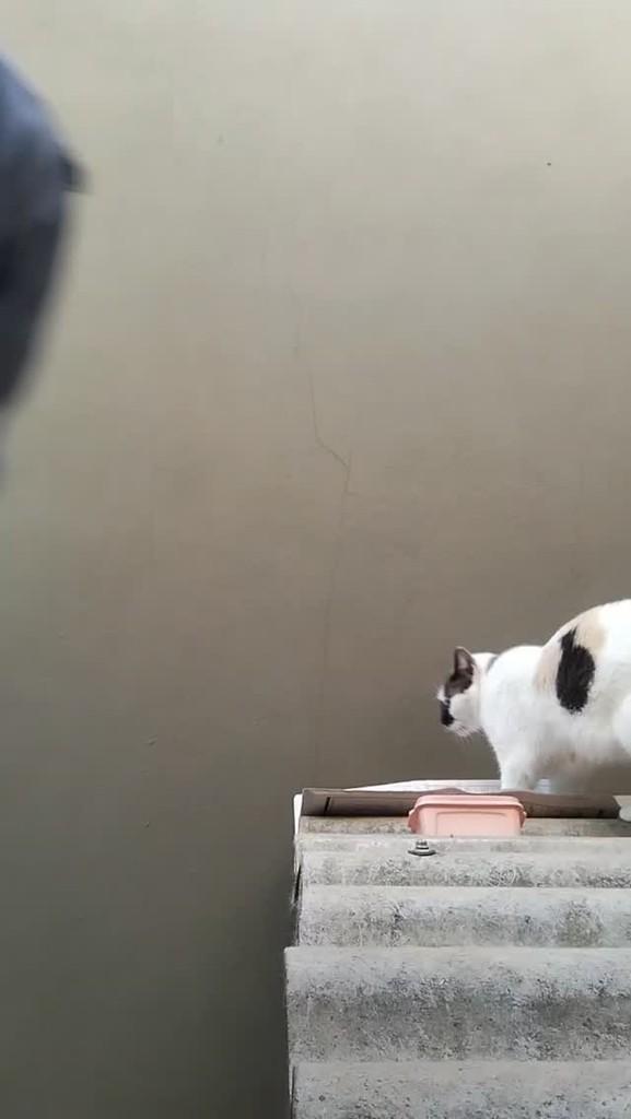 Estrela, gata para adoção em Pontal - SP