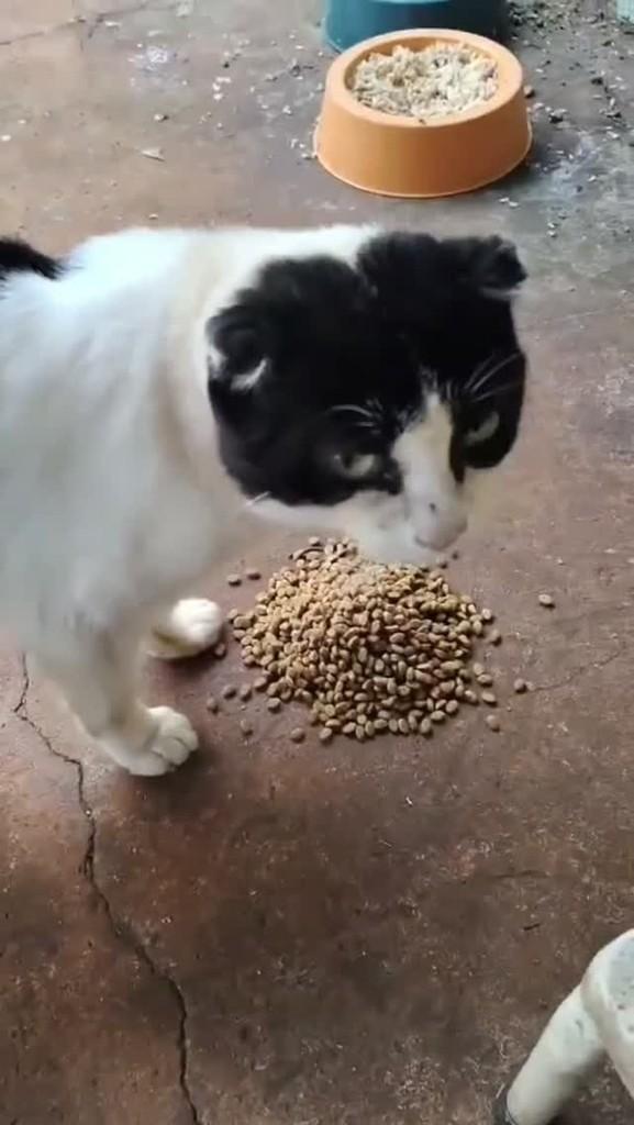 Vovô Gatinho, gato de porte pequeno para adoção em Pontal - SP