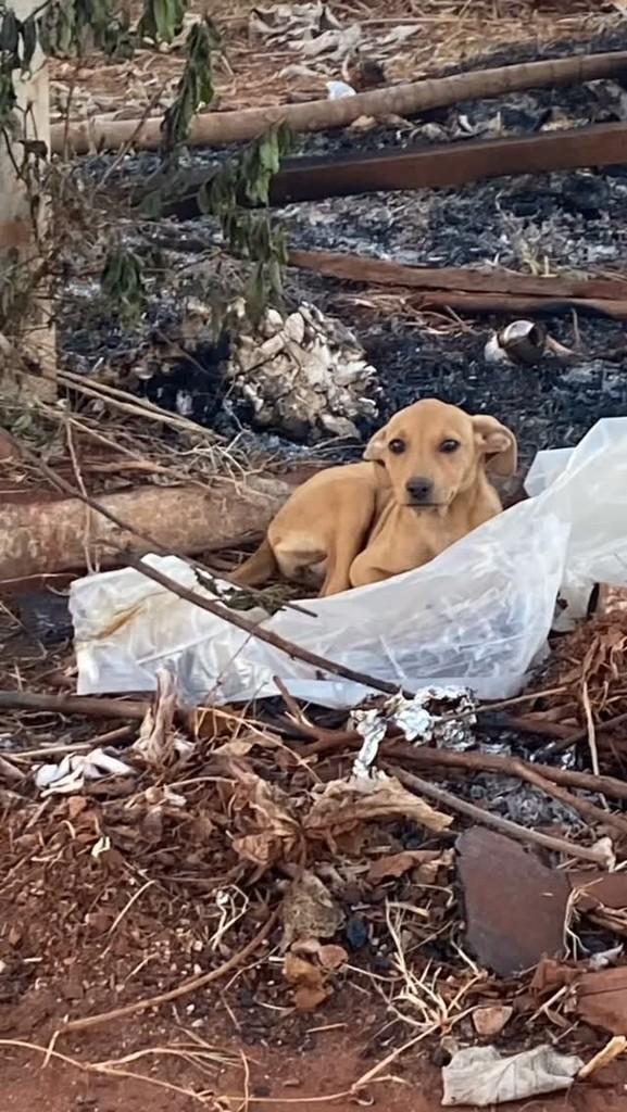 Filhotinha, cadela de porte pequeno para adoção em Pontal - SP