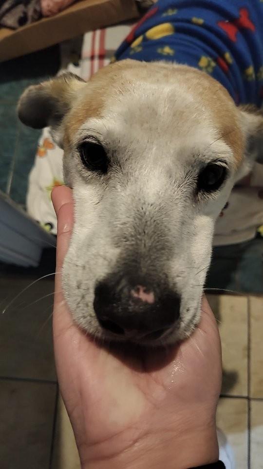 Zeus, cachorro de porte pequeno para adoção em Porto Alegre - RS