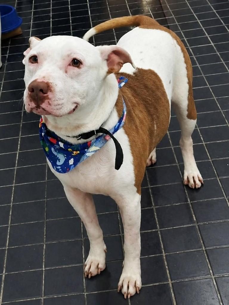 Bruce, cachorro de porte médio para adoção em Porto Alegre - RS