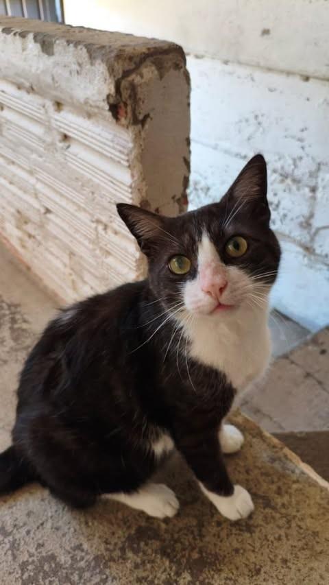 Eddie, gato de porte médio para adoção em Porto Alegre - RS