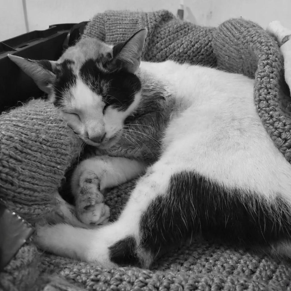 Vitória, gata de porte médio para adoção em Porto Alegre - RS