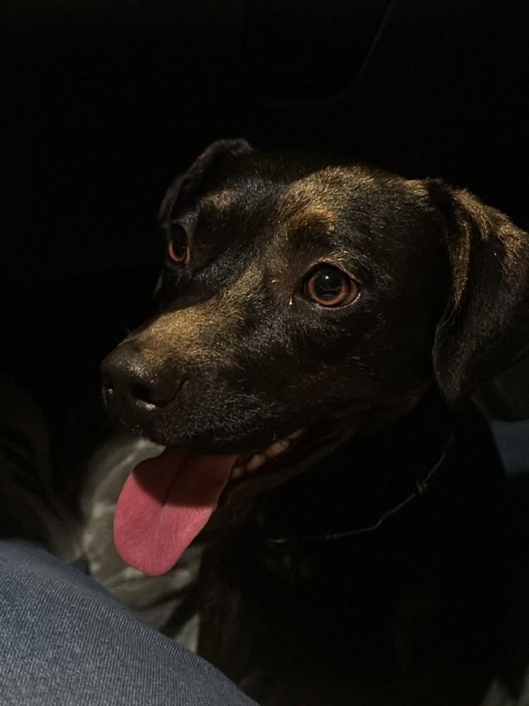 Thor, cachorro de porte médio para adoção em Brusque - SC