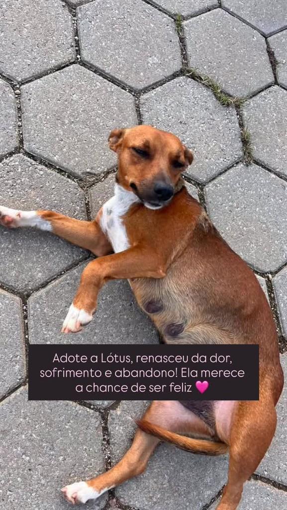 Lótus, cadela de porte médio para adoção em Brusque - SC