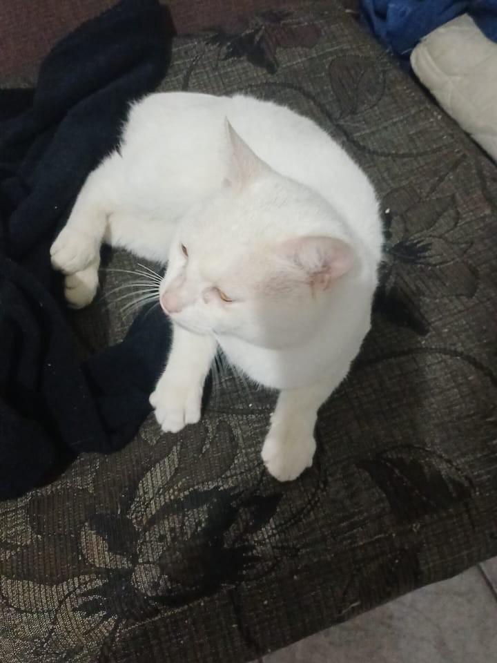 Snow, gato de porte médio para adoção em Brusque - SC