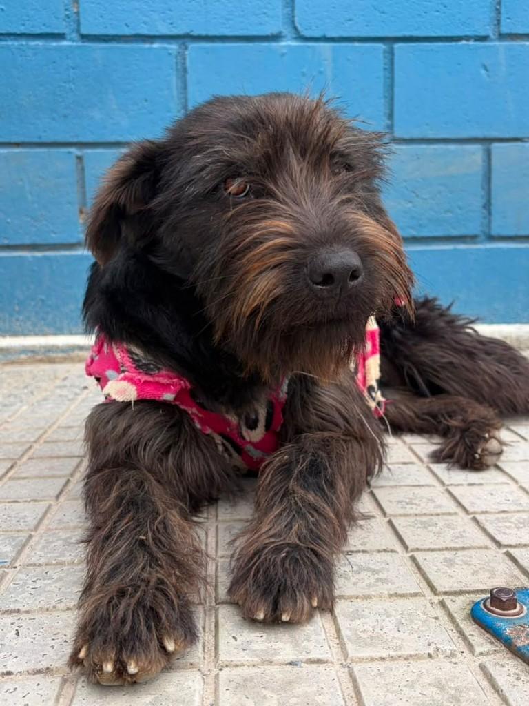Essa Menina, cadela de porte médio para adoção em Brusque - SC