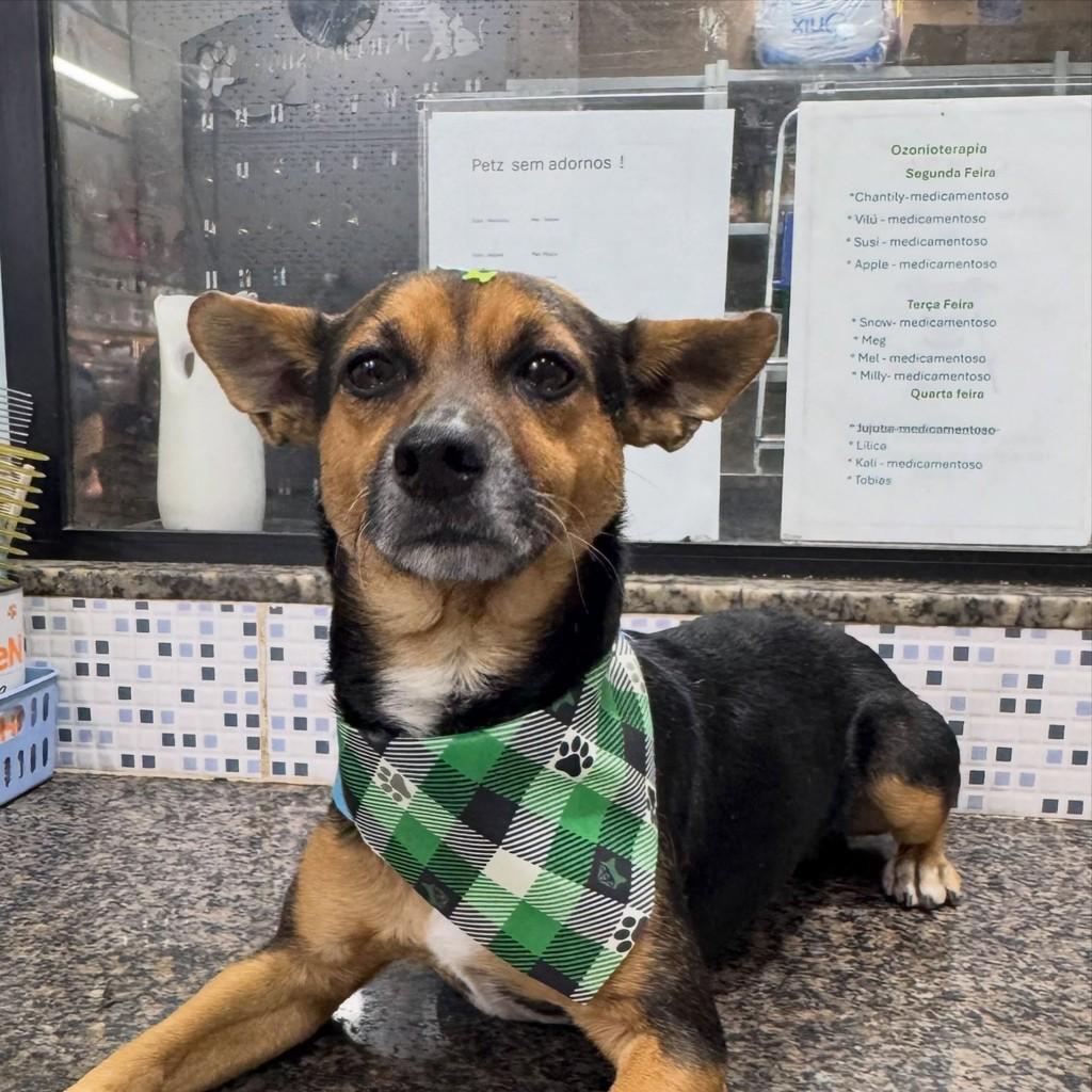 Billy, cachorro de porte pequeno para adoção em Brusque - SC