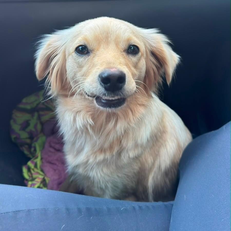 Luna, cachorro de porte médio para adoção em Brusque - SC