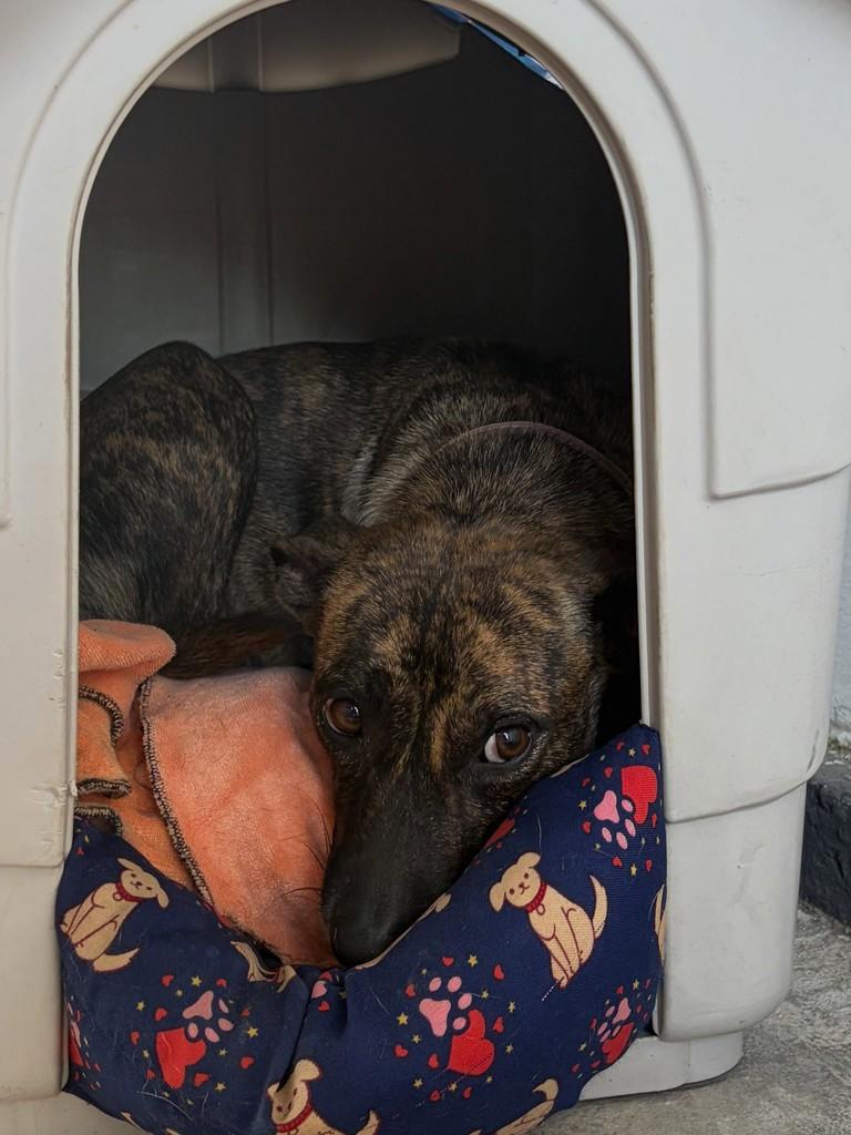 Pandora, cachorro de porte pequeno para adoção em Brusque - SC