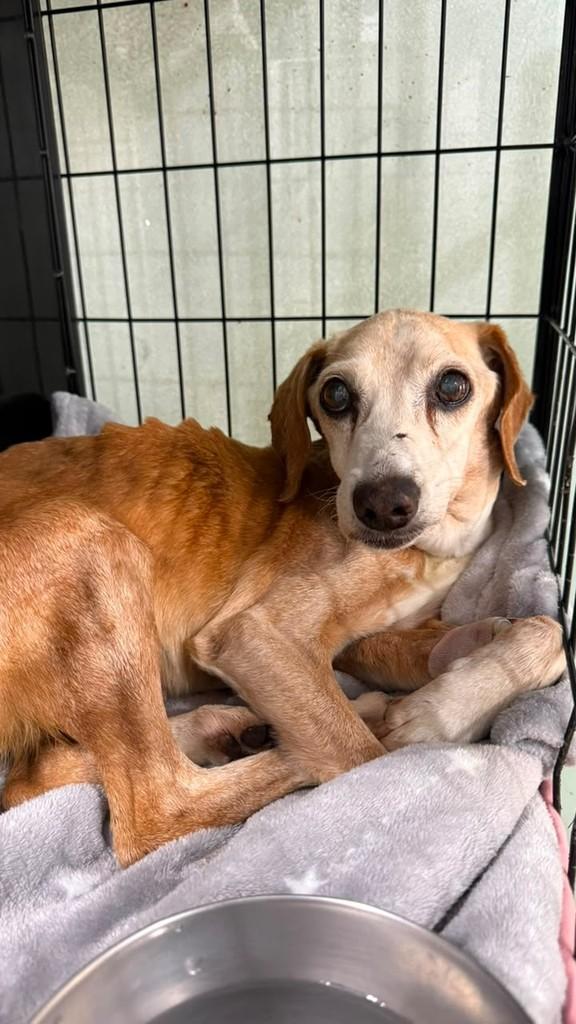 Vovozinho, cachorro de porte médio para adoção em Brusque - SC