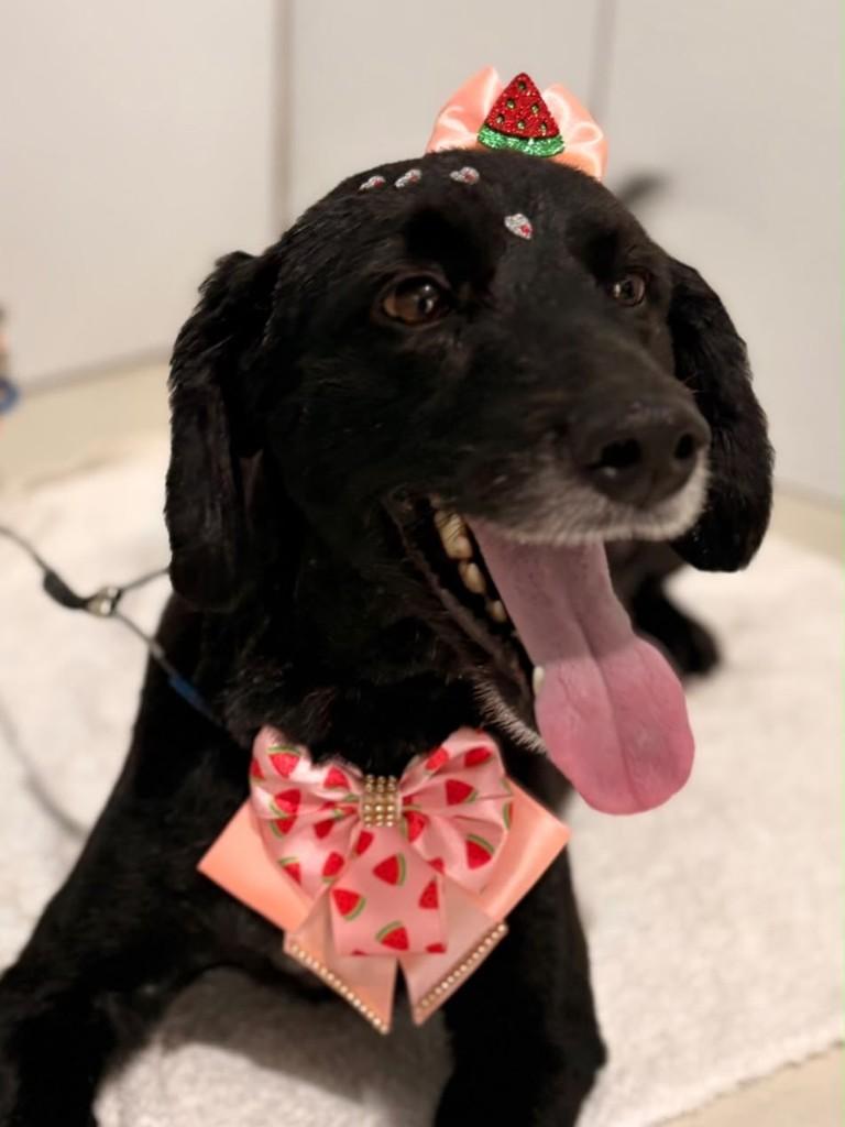 Liz, cadela de porte médio para adoção em Brusque - SC