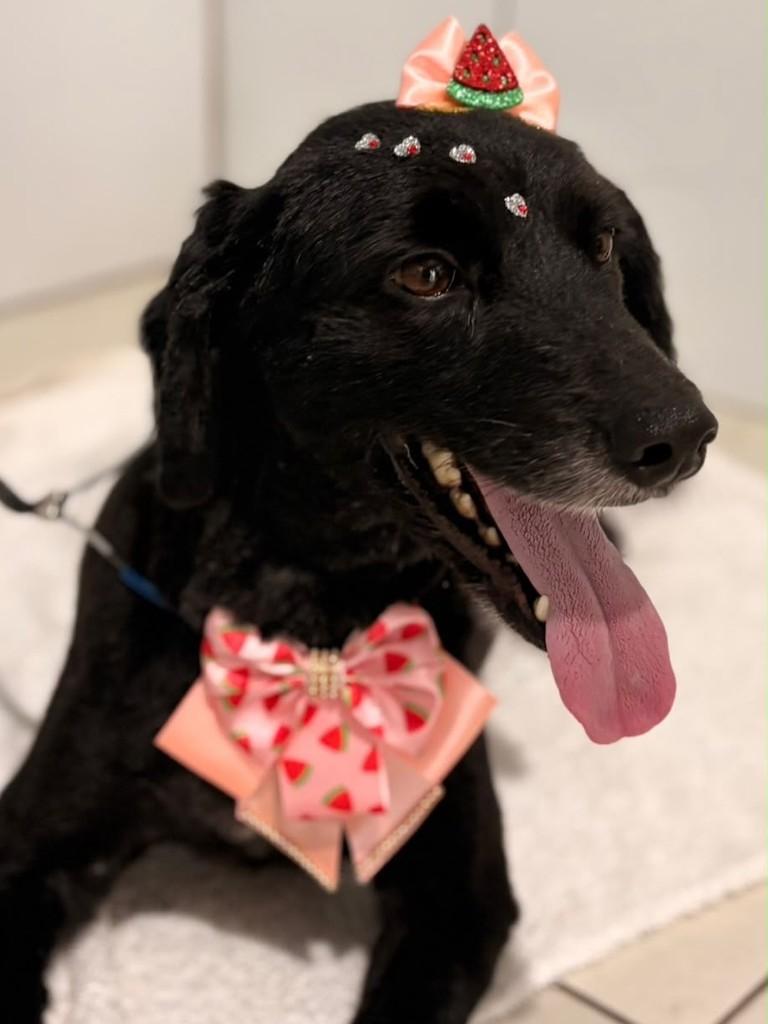 Liz, cadela de porte médio para adoção em Brusque - SC — foto 2 de 2