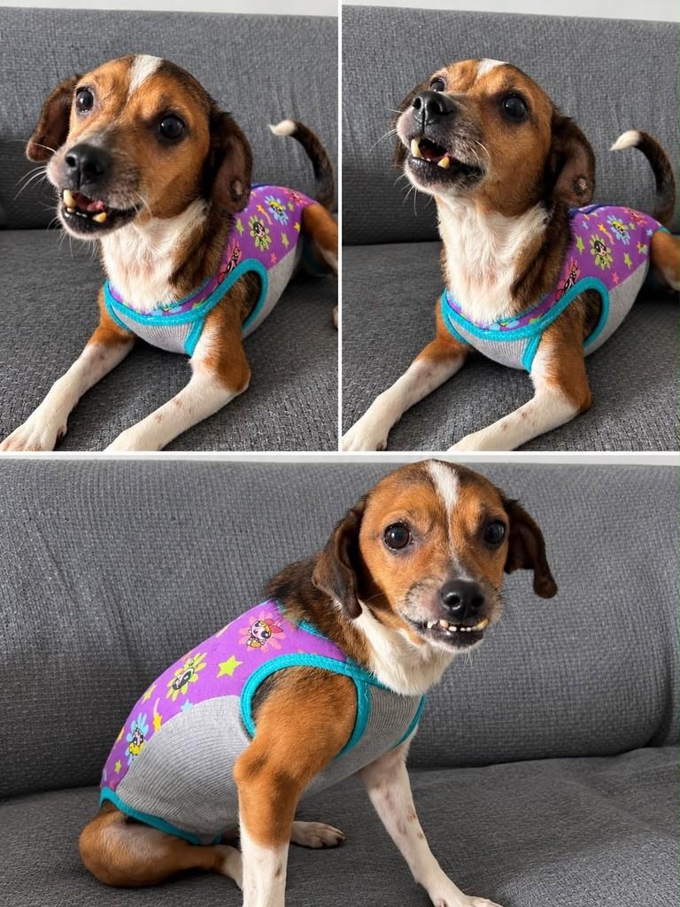 Pituxa, cachorro de porte pequeno para adoção em Brusque - SC