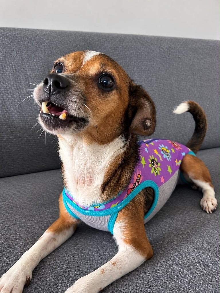 Pituxa, cachorro de porte pequeno para adoção em Brusque - SC — foto 2 de 2