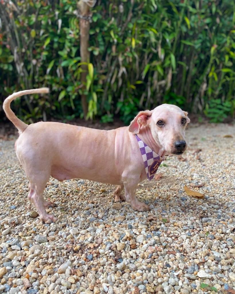 Snoopy Bob, cachorro de porte médio para adoção em Brusque - SC