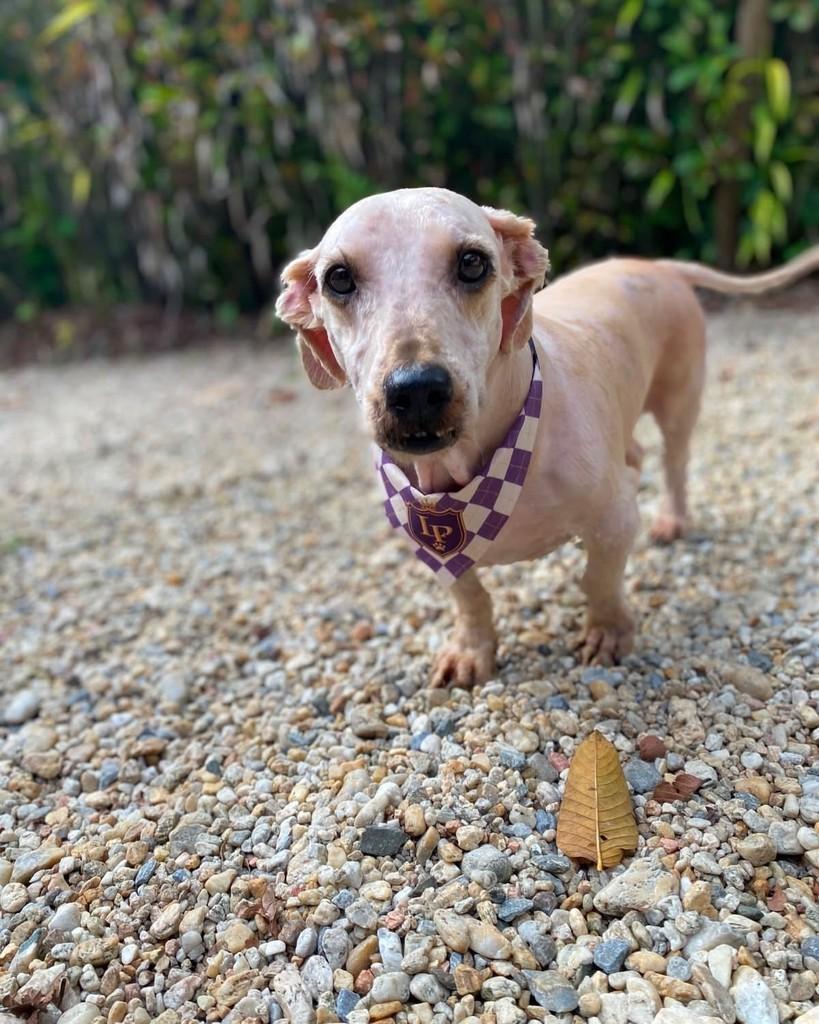 Snoopy Bob, cachorro de porte médio para adoção em Brusque - SC — foto 2 de 3