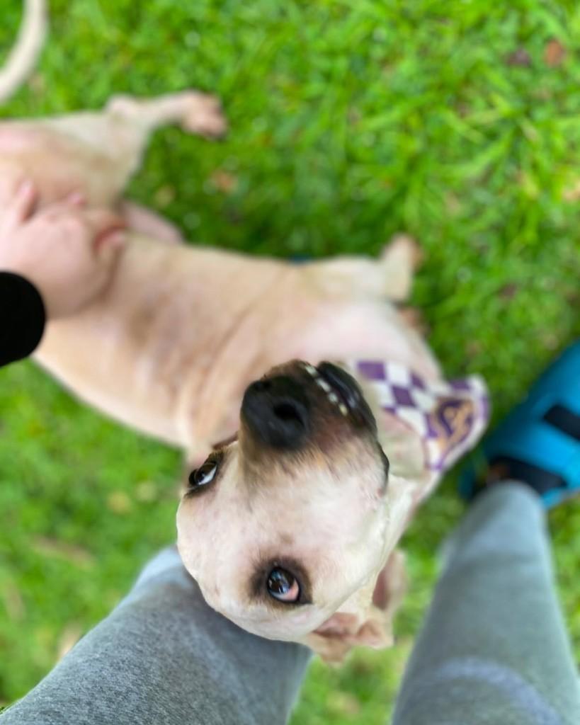 Snoopy Bob, cachorro de porte médio para adoção em Brusque - SC — foto 3 de 3