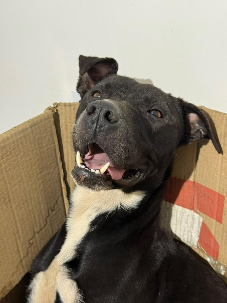 Ônix, cachorro de porte grande para adoção em Brusque - SC