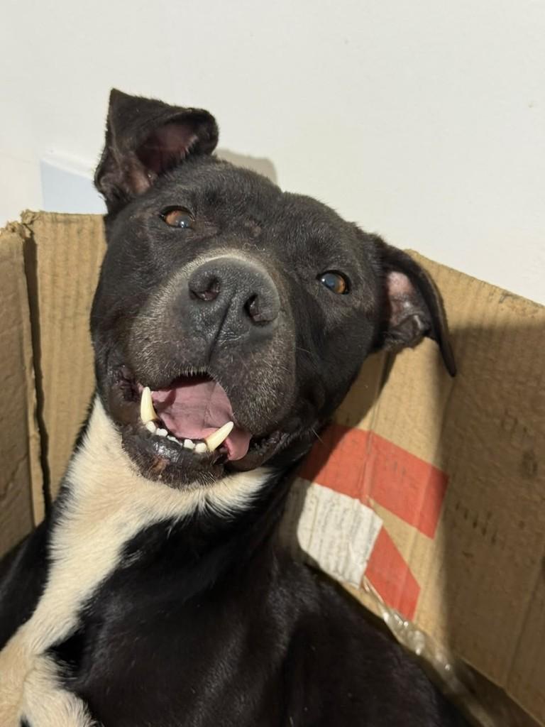Ônix, cachorro de porte grande para adoção em Brusque - SC — foto 2 de 2