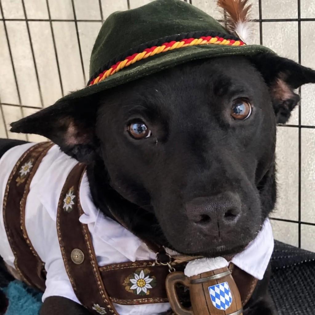 Zorro, cachorro de porte médio para adoção em Brusque - SC