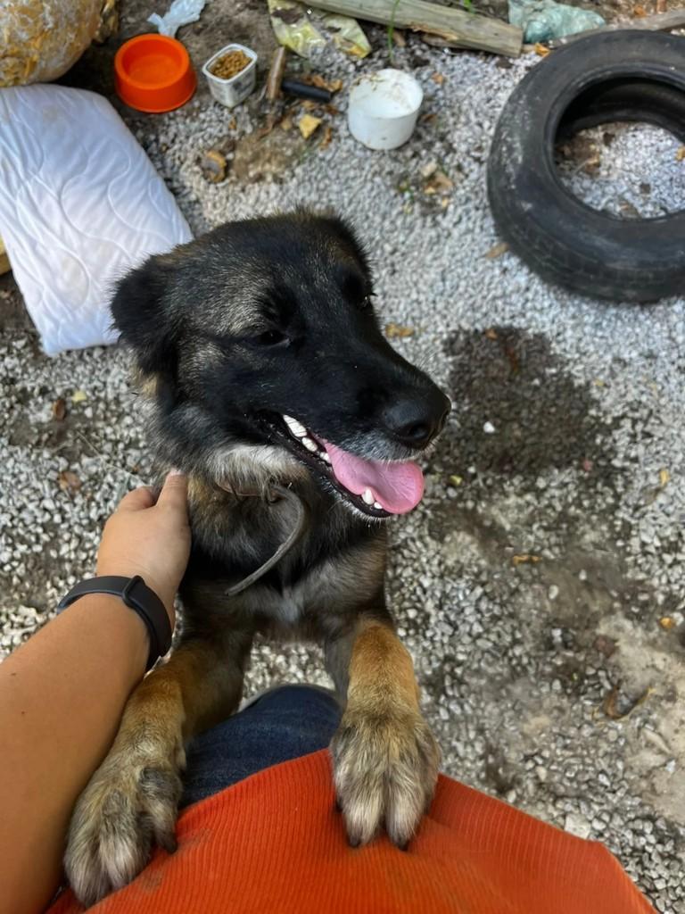 Pastora, cachorro de porte médio para adoção em Imbituba - SC
