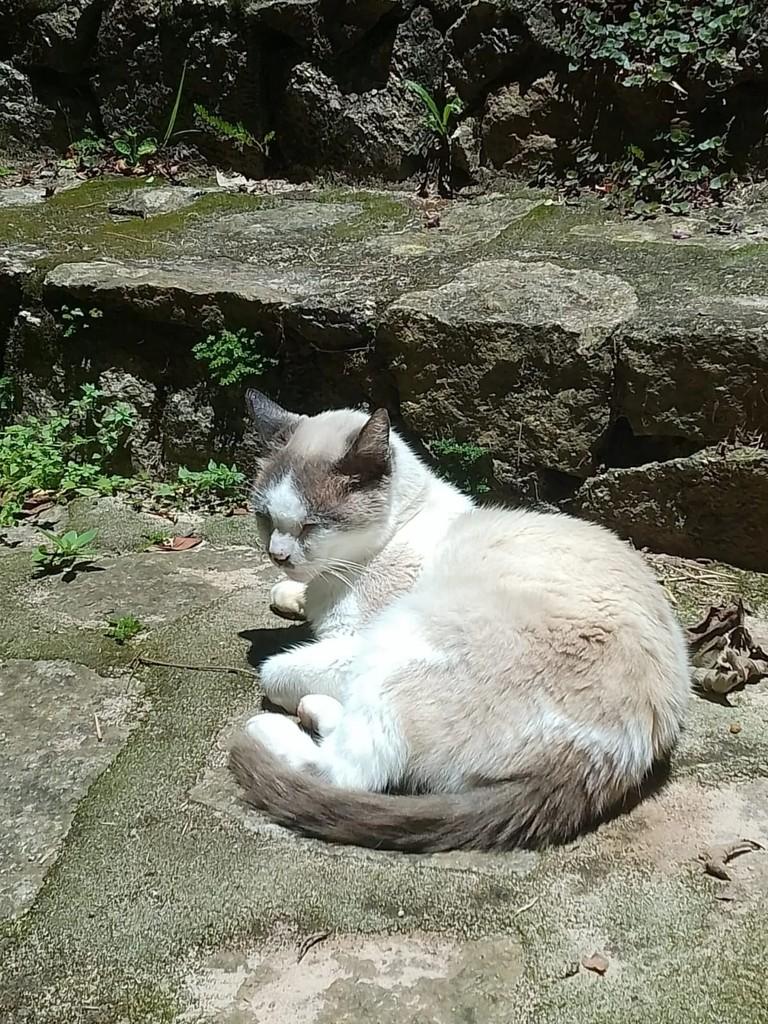 José, gato de porte médio para adoção em Imbituba - SC