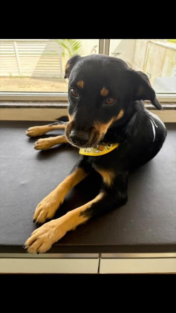 Beethowen, cachorro de porte pequeno para adoção em Imbituba - SC